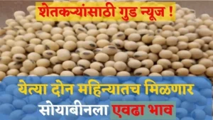 soyabean