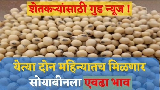 soyabean