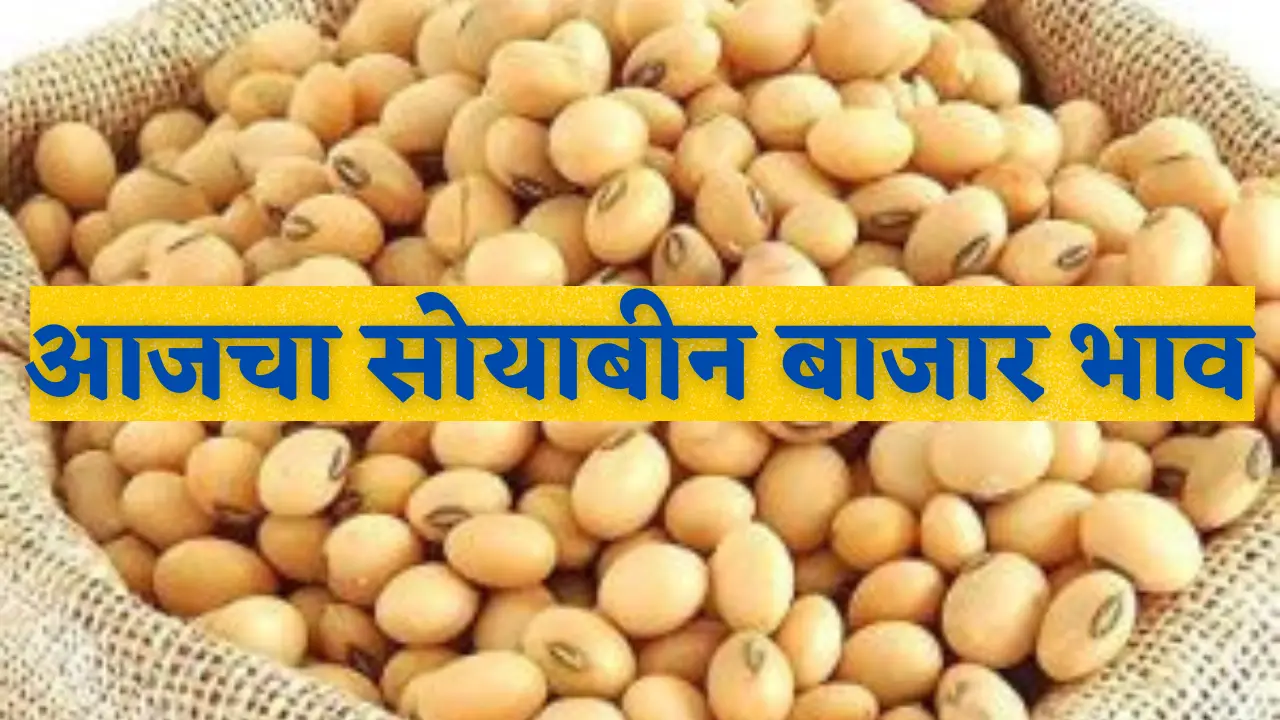 Soyabean Bajar Bhav | soyabean rates today